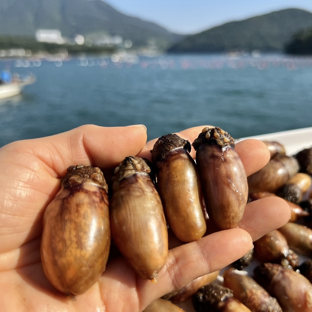 거제 진동만 참 미더덕 미더덕회 오만둥이 오만디