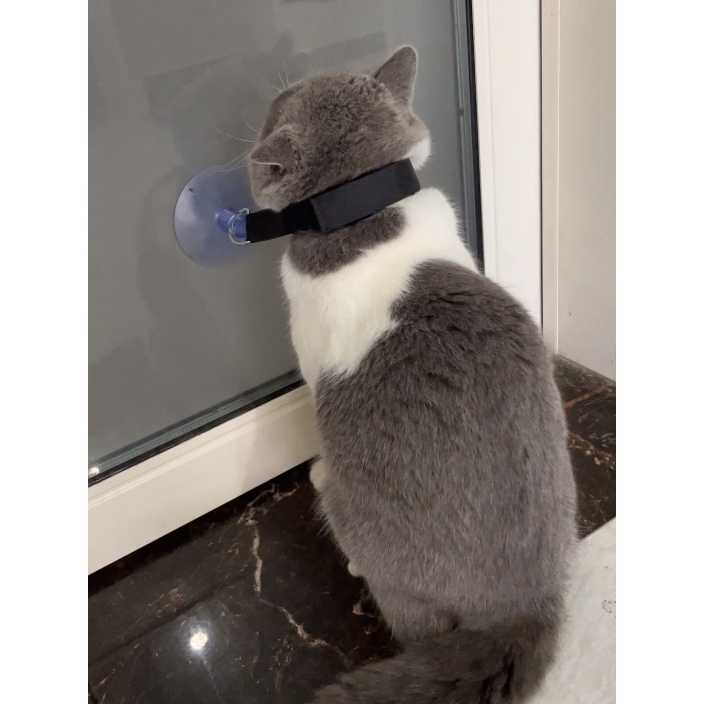 강아지 목욕줄 고양이 리쉬줄 미용 목줄 - 상세 이미지 4
