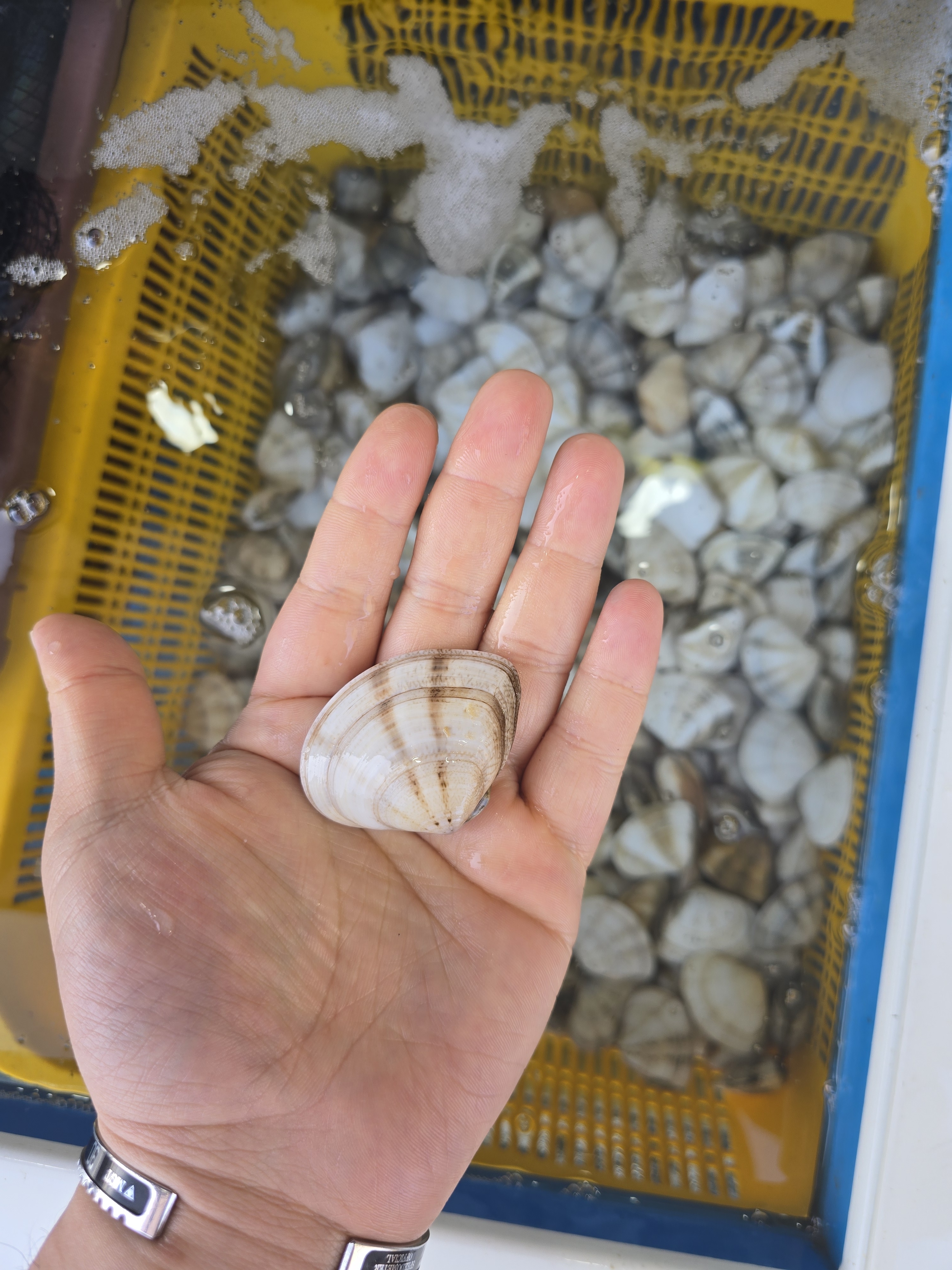 나나수산 죽변항 제철 동해안 백합 비단조개 민들조개 째복 1Kg - 상세 이미지 3