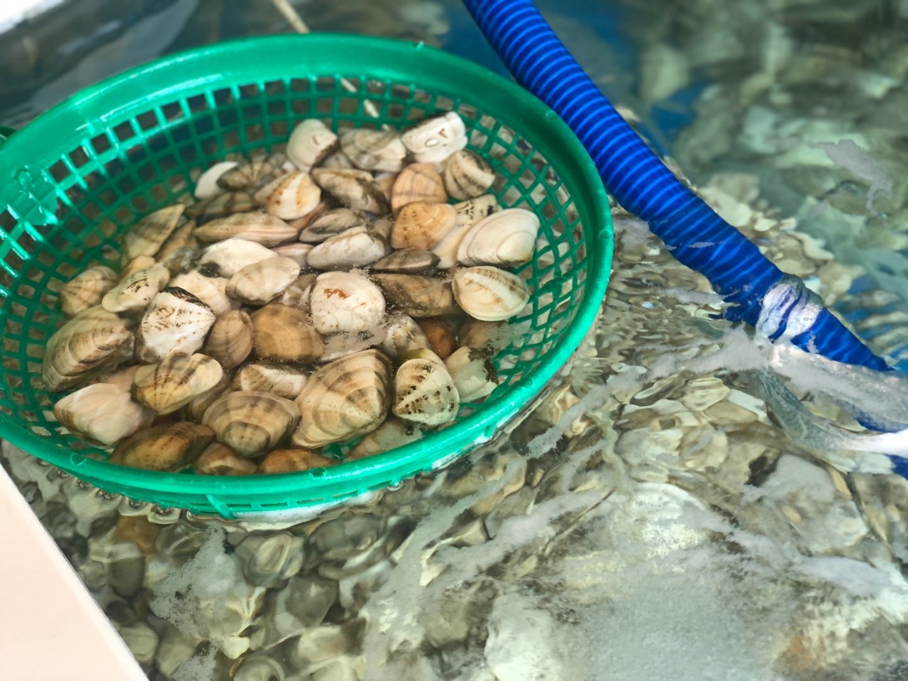 나나수산 죽변항 제철 동해안 백합 비단조개 민들조개 째복 1Kg - 상세 이미지 4
