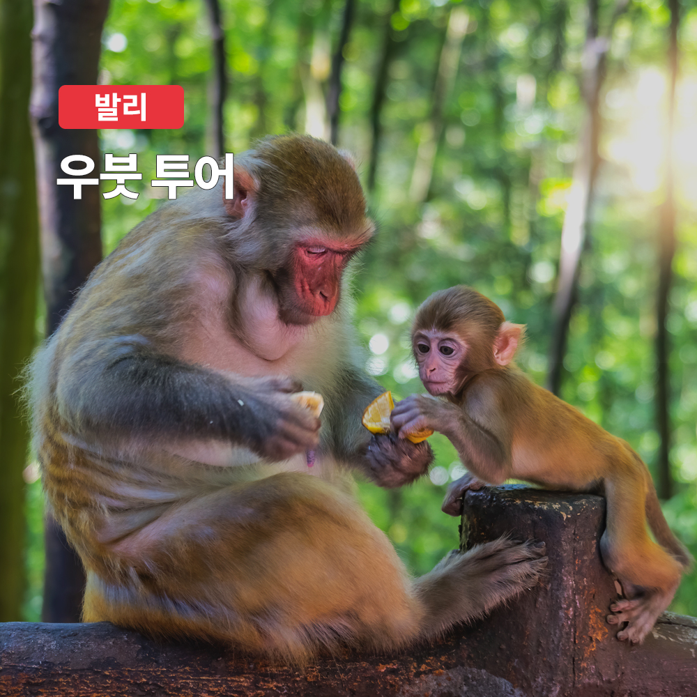 발리 우붓 프라이빗 단독 투어 (한국어 가이드, 숙소 픽드랍 포함) - 메인 이미지