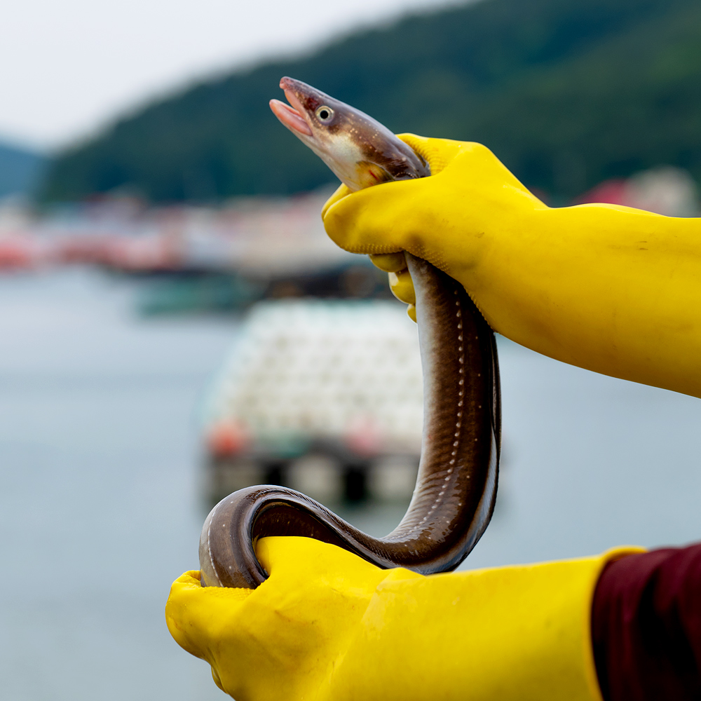 통영 자연산 바다장어 1kg 손질후 750g 장어 구이 붕장어 아나고