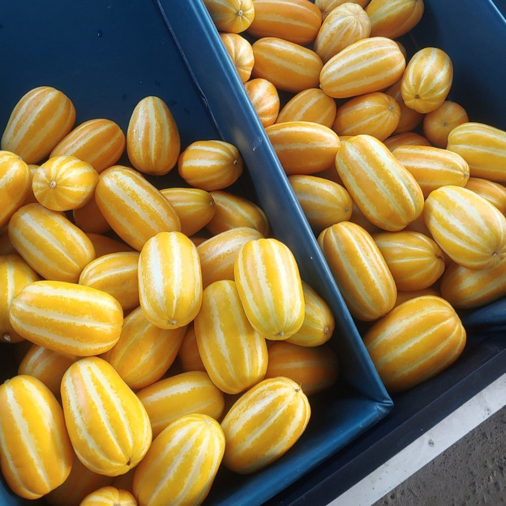 [금서율네] 고당도 꿀 성주참외 가정용 못난이 참외 선물용 3kg 5kg 10kg - 상세 이미지 5