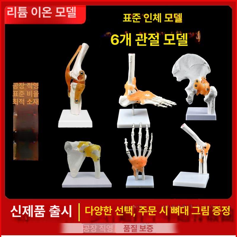 발목 뼈 발모형 해부학 인체 모델 발과 인간 무릎 관절 모델-세부 업그레이드증정 - 상세 이미지 2