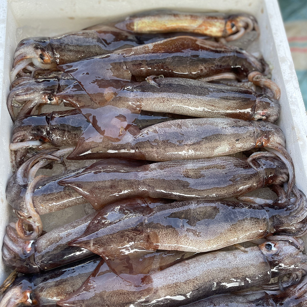 국내산 당일조업 활 오징어 5마리 900g 10마리 1.8kg 초코 총알 통찜용 숙회용