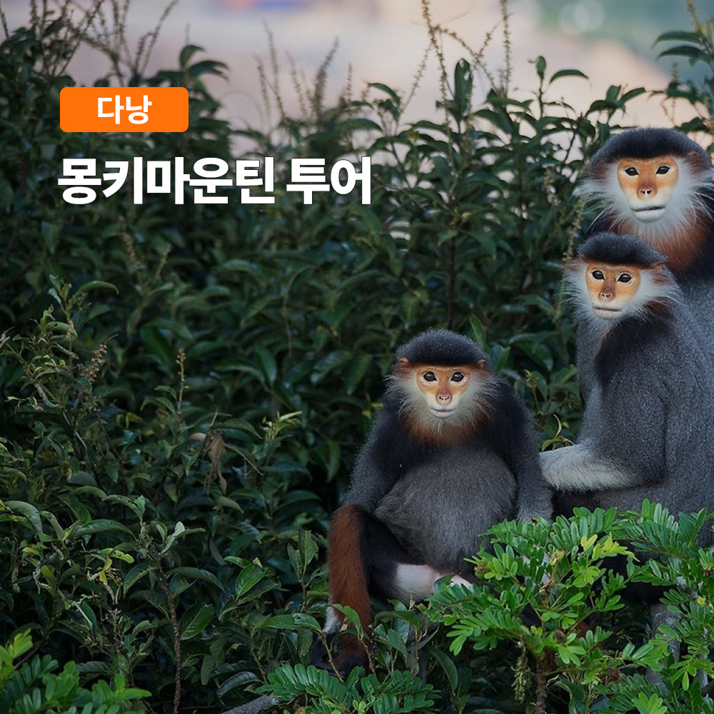 다낭 커피클래스&몽키 마운틴 투어 (선짜반도 베트남 커피) - 메인 이미지