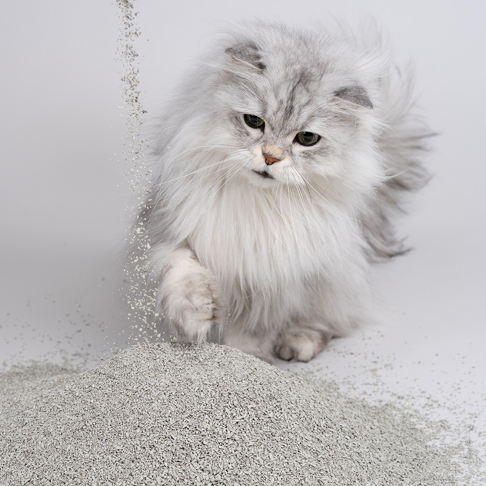 미유박스 크랙 두부모래 고양이모래 블랙소이, 2.8kg, 3개