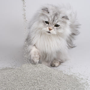 미유박스 크랙 두부모래 고양이모래 블랙소이, 2.8kg, 3개 솔직 후기 | 실제 사용자 리뷰 총정리 - 상품 이미지 4