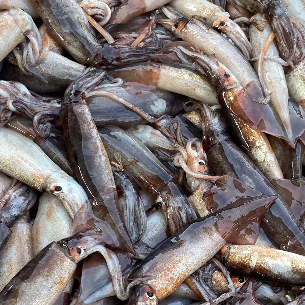 국내산 당일조업 오징어 5마리 900g 10마리 1.8kg 초코 통찜용 숙회용 오징어볶음 - 상세 이미지 3