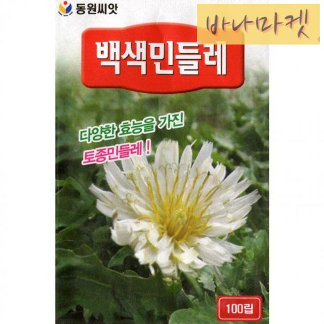 민들레 씨앗 화이트 민들레 종자 자연재배 식물 씨앗 식물재배용 : 구바나마켓