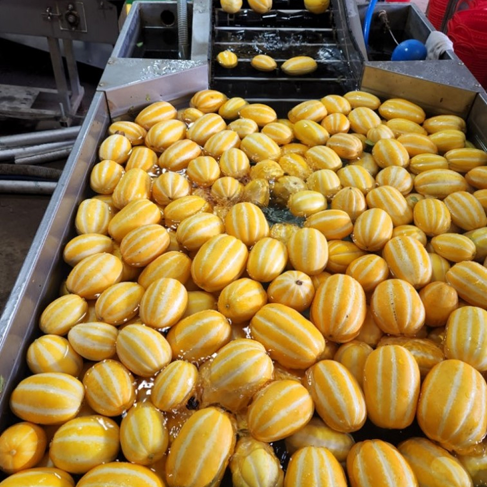 [금서율네] 고당도 꿀 성주참외 가정용 못난이 참외 선물용 3kg 5kg 10kg 이미지 6