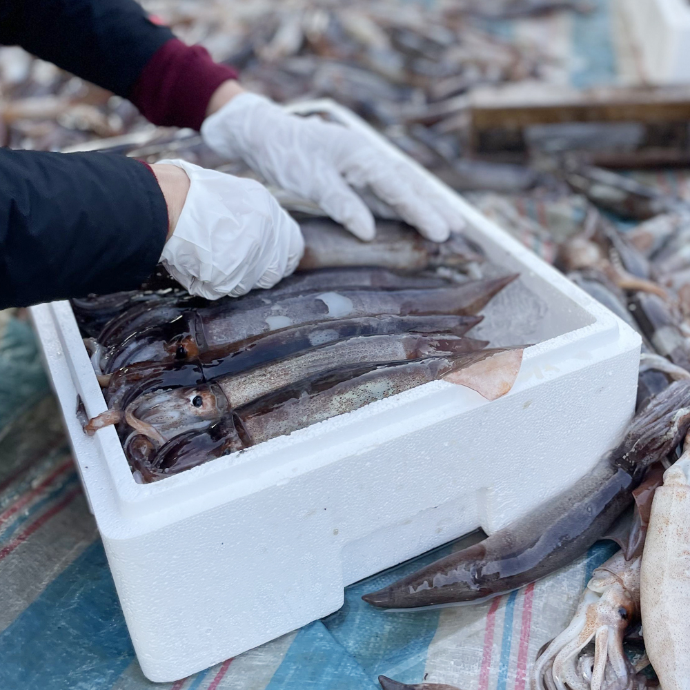 국내산 당일조업 오징어 5마리 900g 10마리 1.8kg 초코 통찜용 숙회용 오징어볶음 - 상세 이미지 2