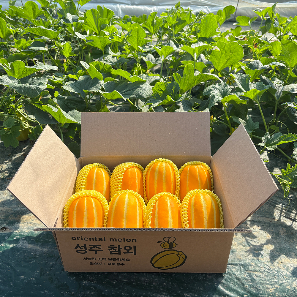 [금서율네] 고당도 꿀 성주참외 가정용 못난이 참외 선물용 3kg 5kg 10kg - 상세 이미지 3