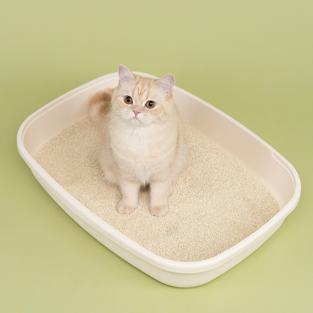 미유박스 크랙 두부모래 고양이모래 그린소이, 2.8kg, 3개