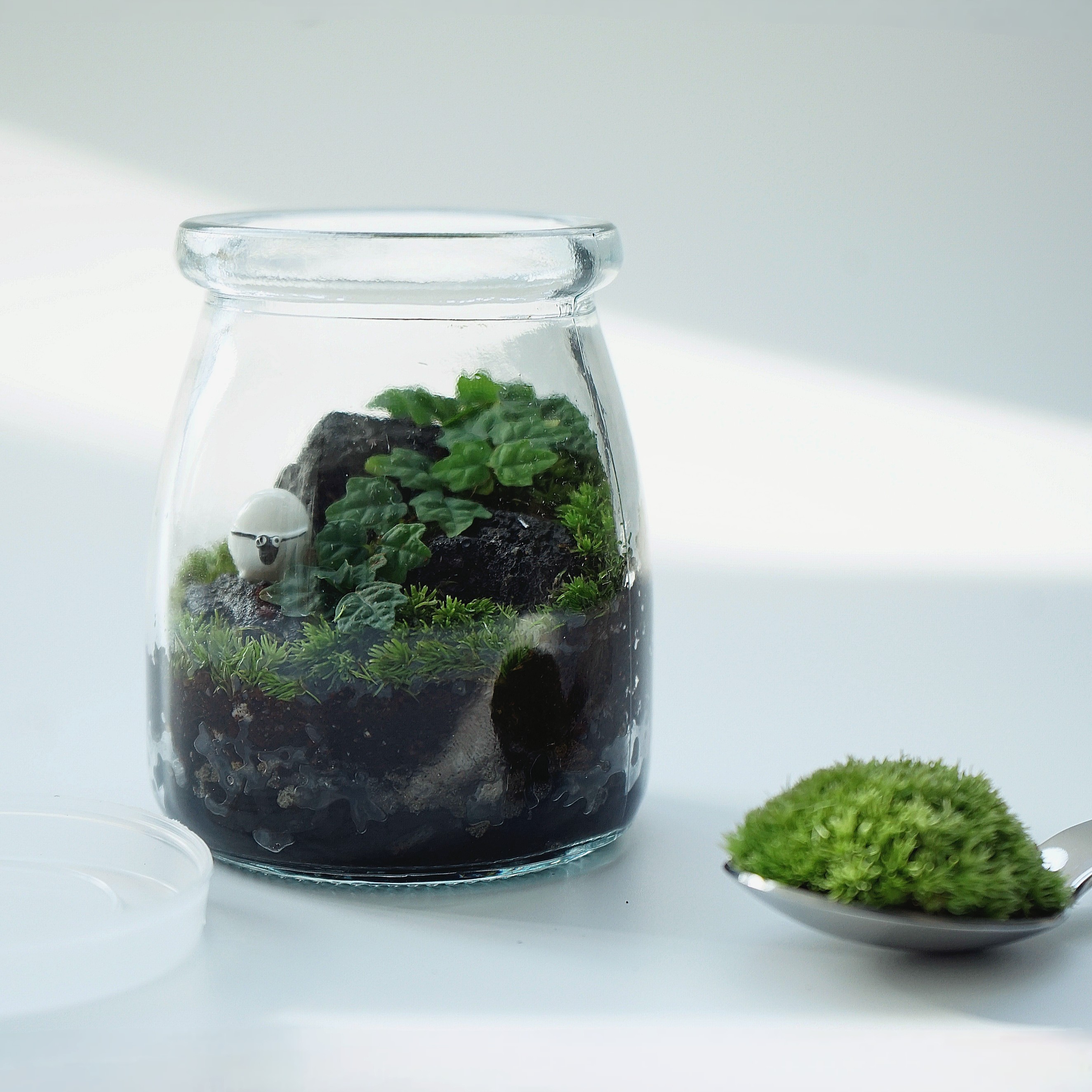 제주애기모람 테라리움 DIY 키트 비단이끼 키우기 푸딩테라리움 제품 이미지