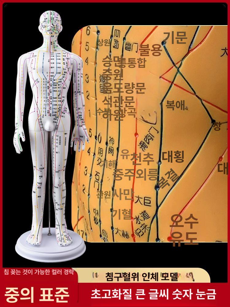 혈자리 모형 인형 교육용 경락 근골격 침술 실습 해부학 구리색 하드 35cm 남성 숫자 - 상세 이미지 2