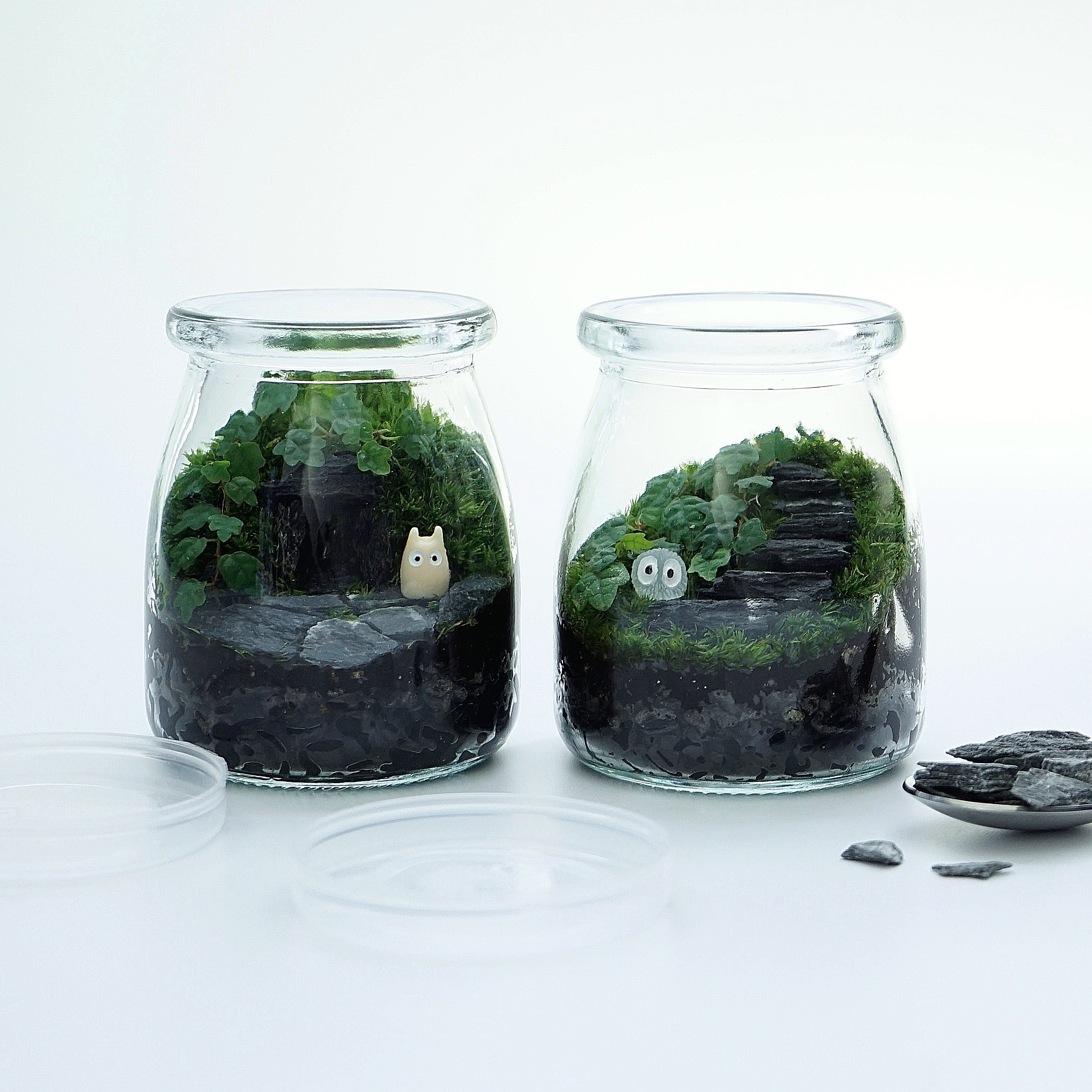 제주애기모람 테라리움 DIY 키트 비단이끼 키우기 푸딩테라리움2 제품 이미지