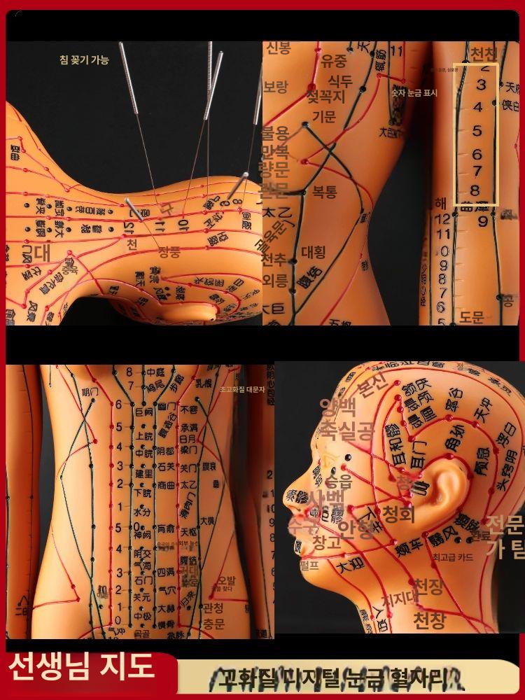 혈자리 모형 인형 교육용 경락 근골격 침술 실습 해부학 구리색 하드 35cm 남성 숫자 - 상세 이미지 3