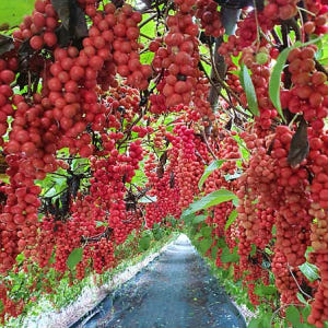 인제 수제 임산부 오미자청 원액 엑기스 선물 1.5L 1병 즙 진액 효소... 맛있게 먹은 솔직 후기 - 상품 이미지 2