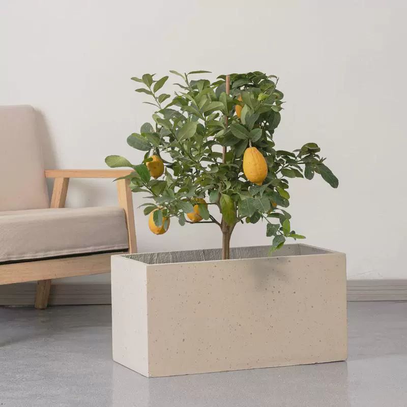 사각 시멘트화분 플랜트 테라스 토분 조경 인테리어 샴페인 옐로우 시멘트 40x19X15cm - 상세 이미지 3