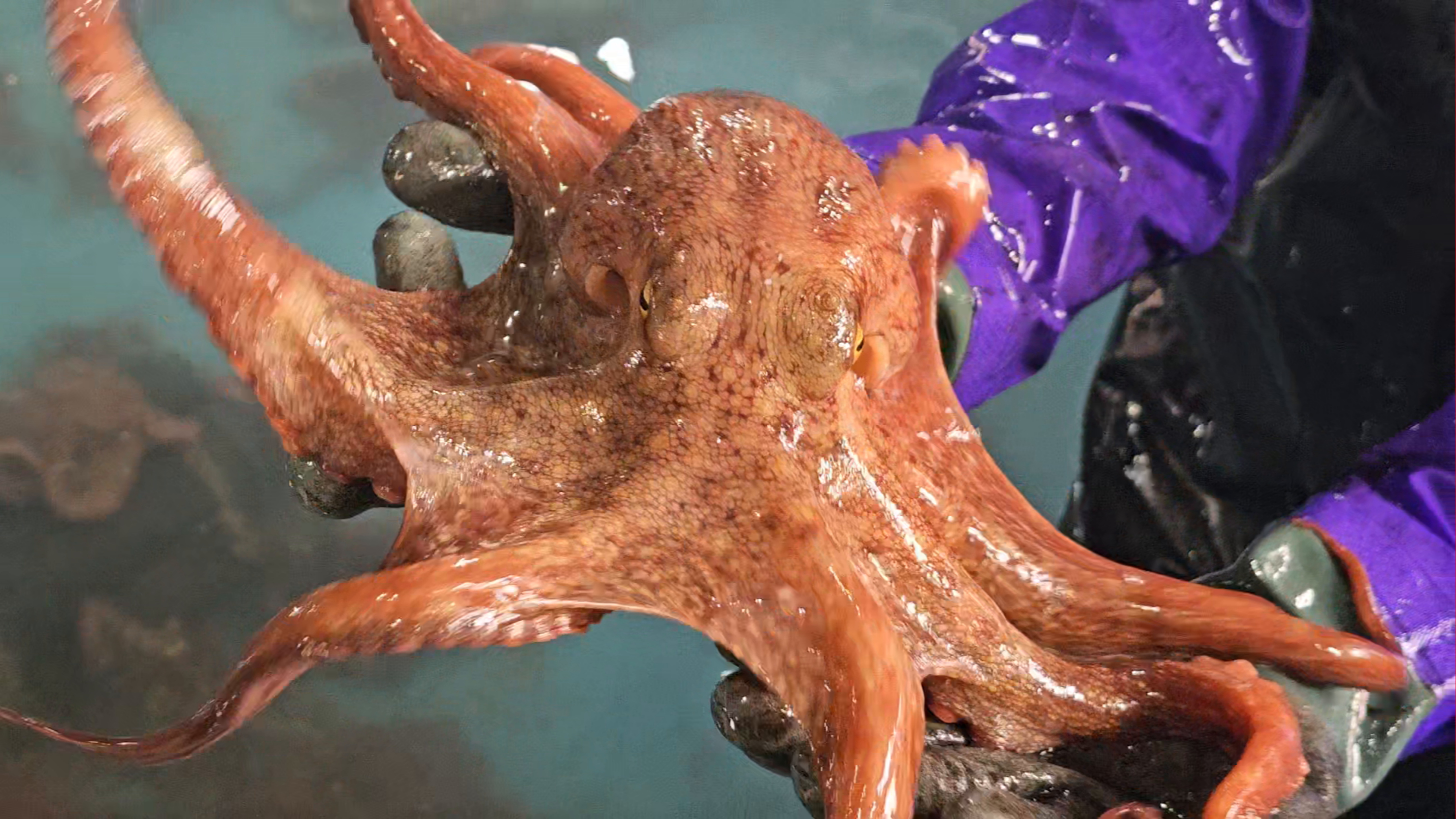 남해 자연산 돌 문어 국내산 1kg 자숙문어 손질문어