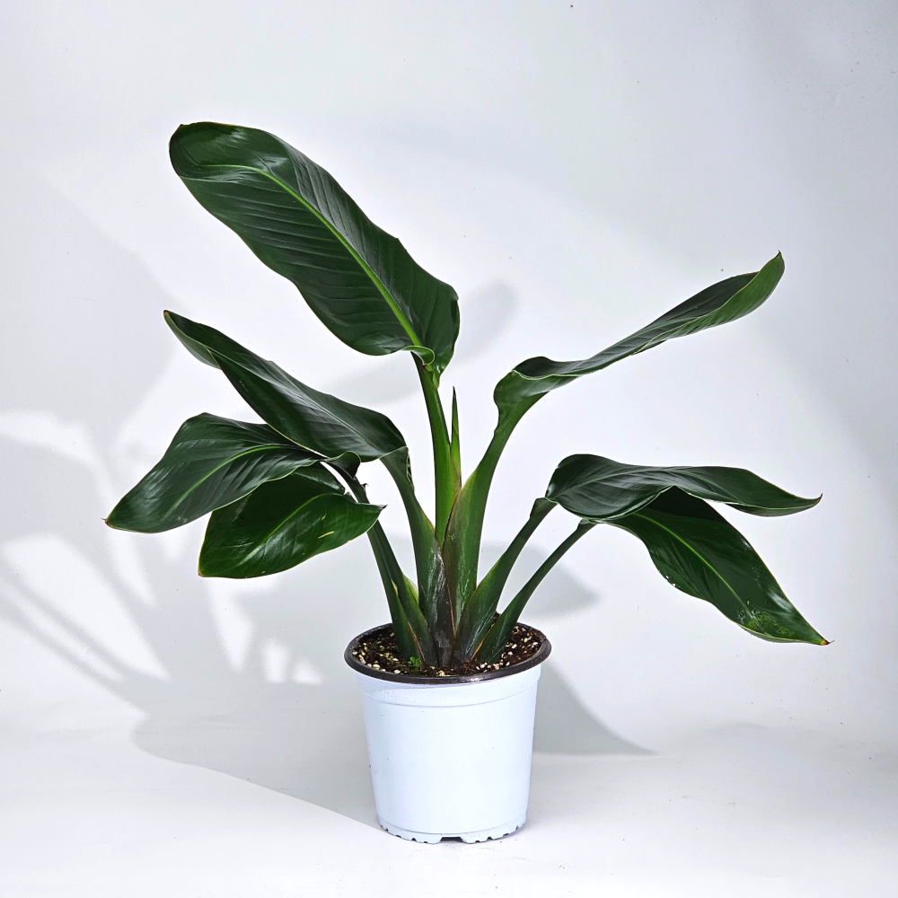 중형 여인초 극락조 안방 아이방 공부방 식물 15cm