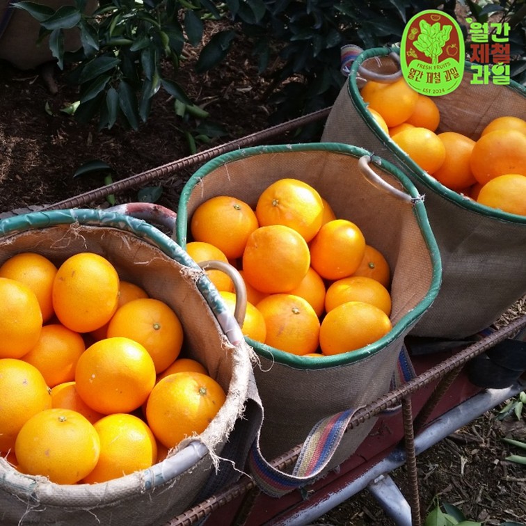 하귤 제주 유라귤 타이백 감귤 노지 극조생감귤 타이벡 감귤 10kg 5키로 - 상세 이미지 5