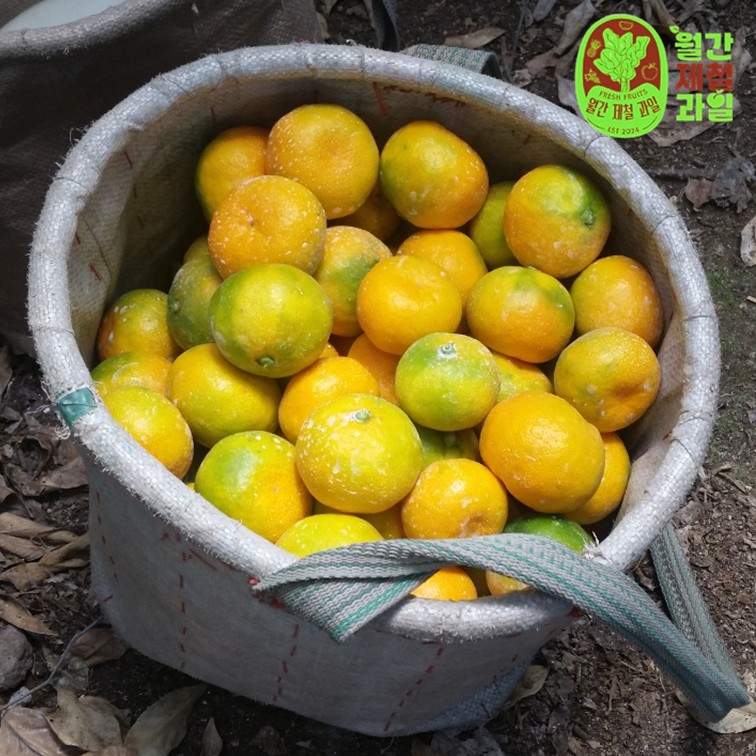풋귤 제주 타이백 감귤 하귤 노지감귤 극조생 타이벡 감귤 10kg 5키로