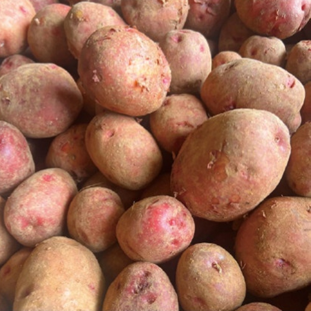 25년 햇 홍감자 카스테라 포슬감자 3kg 5kg 붉은 자주 홍영