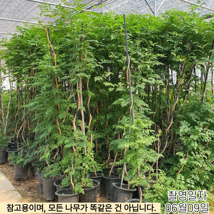 능소화 능수화 키2.0내외화분 개화주묘목 특묘 털이발송 : 목하원예조경