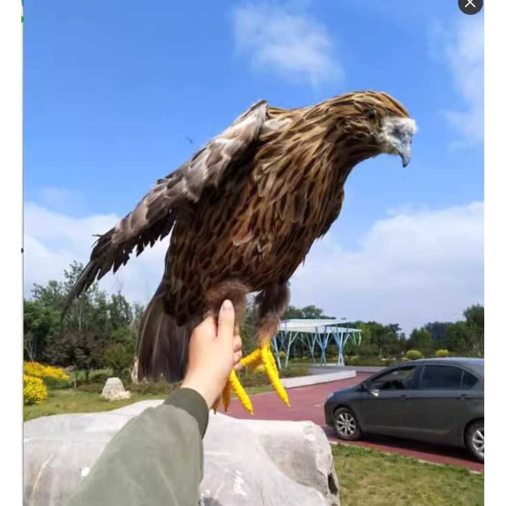 가짜 독수리 모형 맹금류 조류퇴치용 산짐승 과수원 기본 75cm - 상세 이미지 5