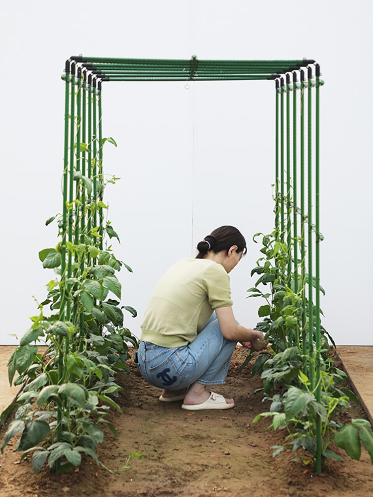 포도나무지지대 토마토 넝쿨식물 지지대 오이 - 상세 이미지 4