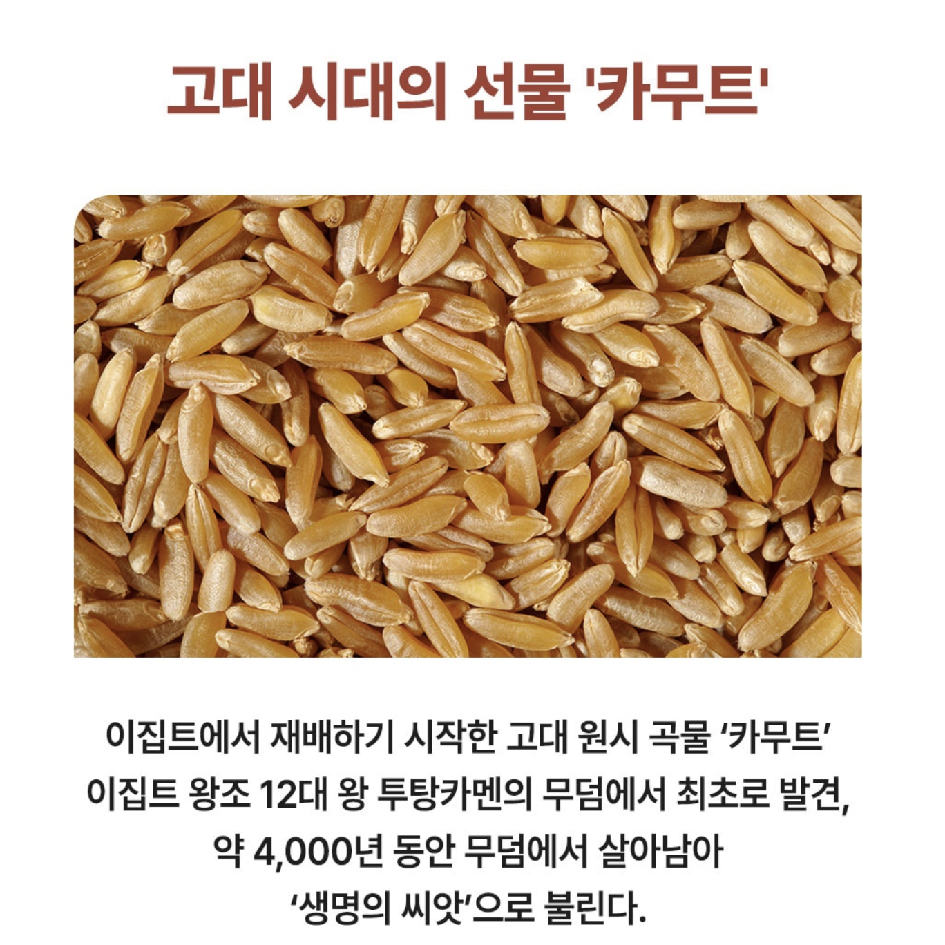 골드카무트효소 카뮤트 30포 브랜드밀 호라산밀 복합효소 카므트 가루 - 상세 이미지 3