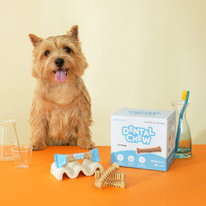 본아페티 덴탈츄 육류0% 강아지 양치 치석치태 제거 개껌 XS(초소형),... 솔직 후기 | 실제 사용자 리뷰 총정리 - 상품 이미지 1