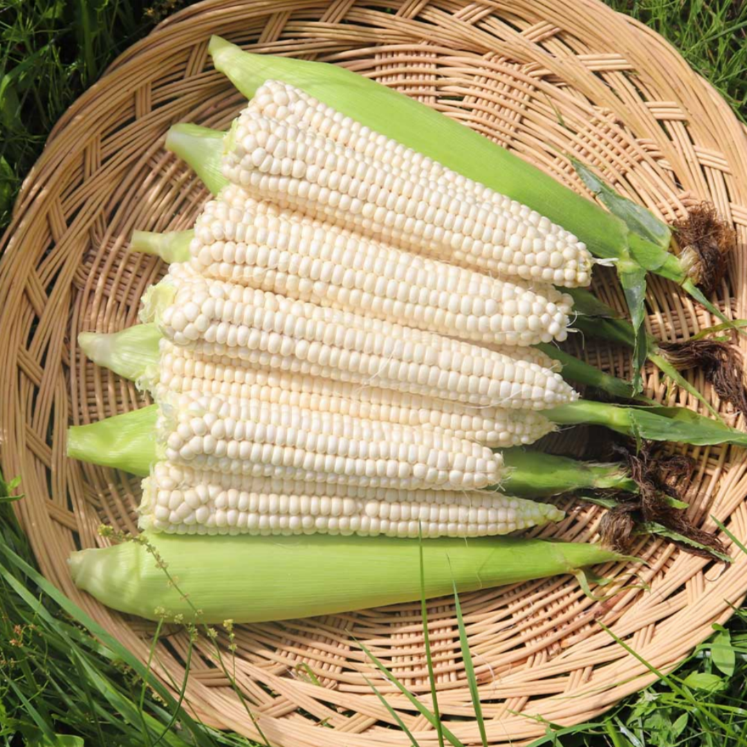 햇 삶은 냉동 옥수수 괴산대학찰옥수수 찐옥수수 찰옥수수