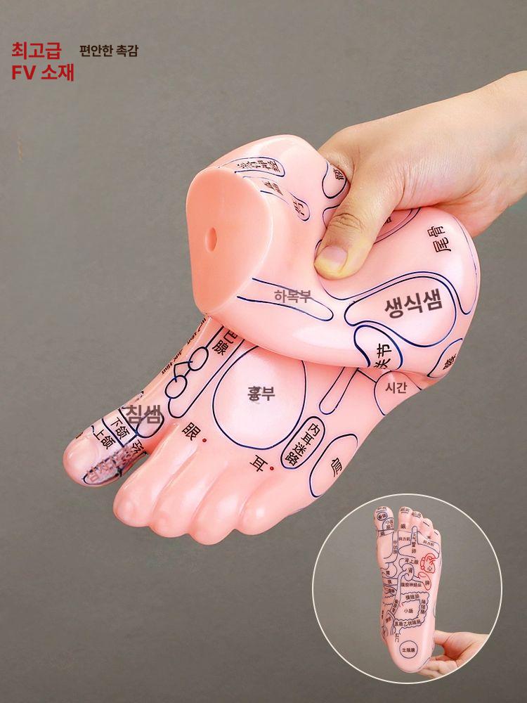 인체 모형 발반사구 인대 골격 교육 관절 점혈 발뼈 25 CM 발 모델 - 상세 이미지 5