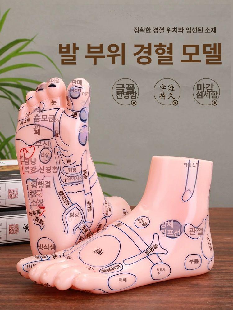 인체 모형 발반사구 인대 골격 교육 관절 점혈 발뼈 25 CM 발 모델 - 상세 이미지 2