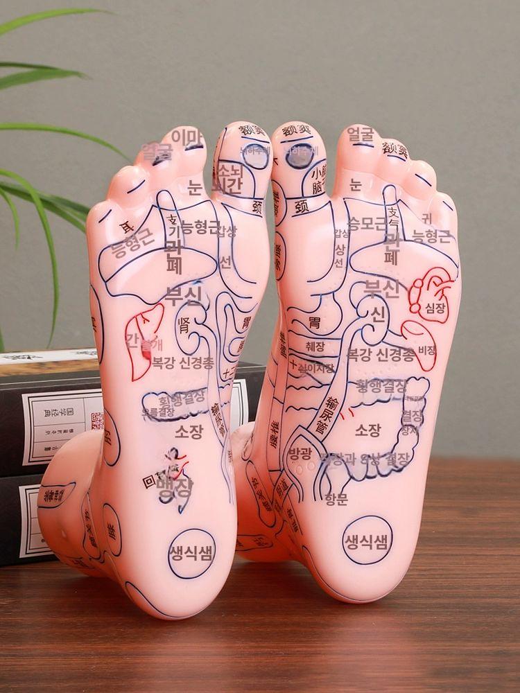 인체 모형 발반사구 인대 골격 교육 관절 점혈 발뼈 25 CM 발 모델 - 상세 이미지 3