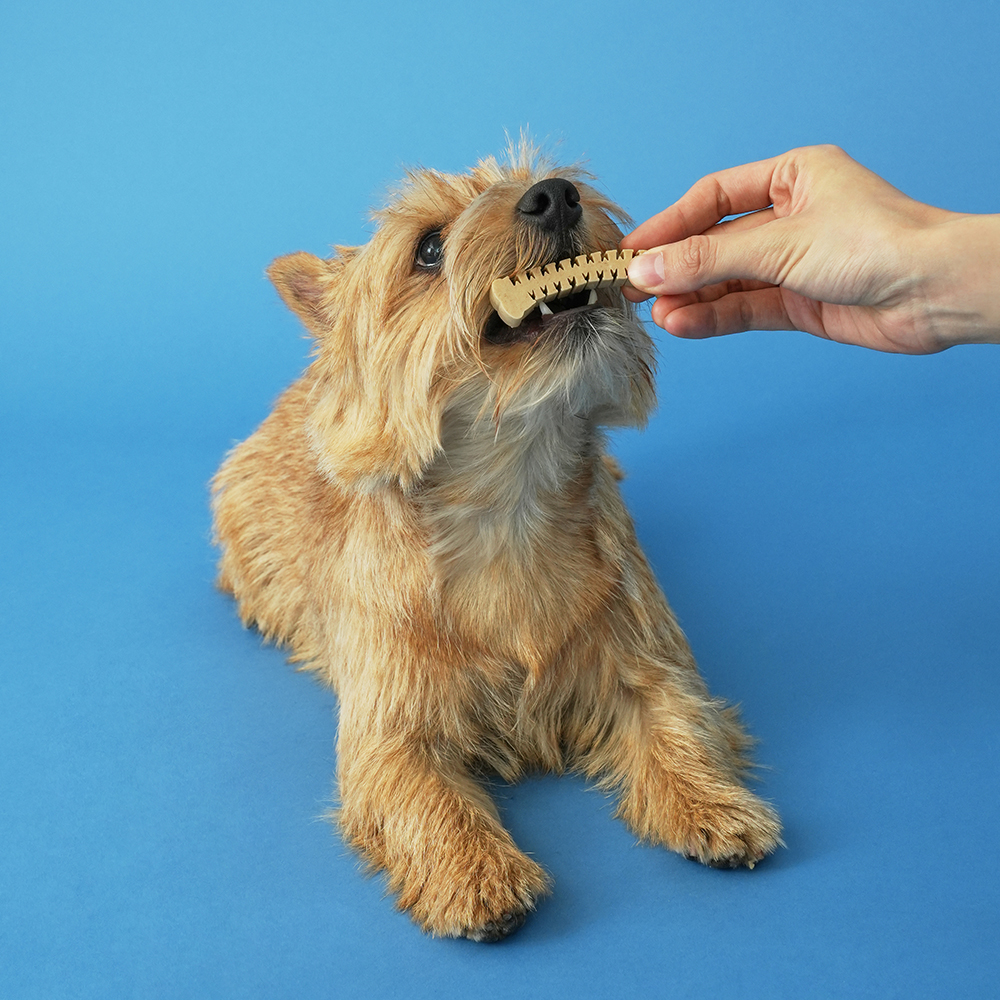 본아페티 덴탈츄 육류0% 강아지 양치 치석치태 제거 개껌 XS(초소형), 12g, 30개 이미지 2