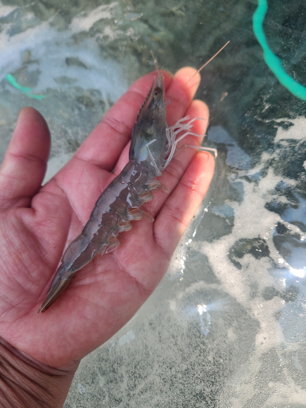 국내산 왕새우 1kg 30미 내외 흰다리새우 생물 왕새우 - 상세 이미지 5