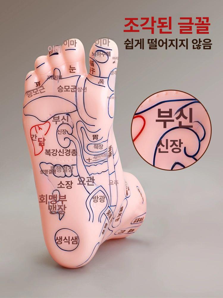 인체 모형 발반사구 인대 골격 교육 관절 점혈 발뼈 25 CM 발 모델 - 상세 이미지 4