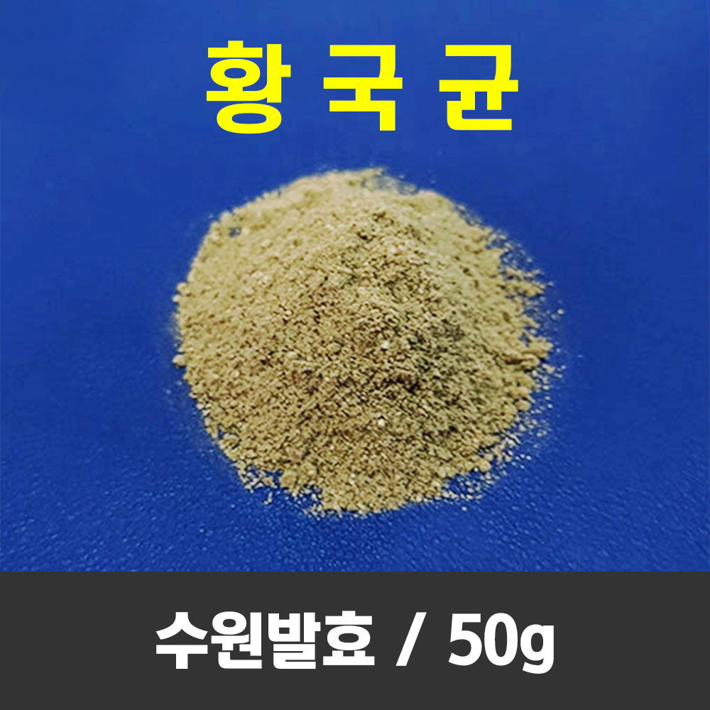 황국균 50g 종국 수원발효 황국 알메주 메주만들기 된장 막장 제조용 - 상품 이미지