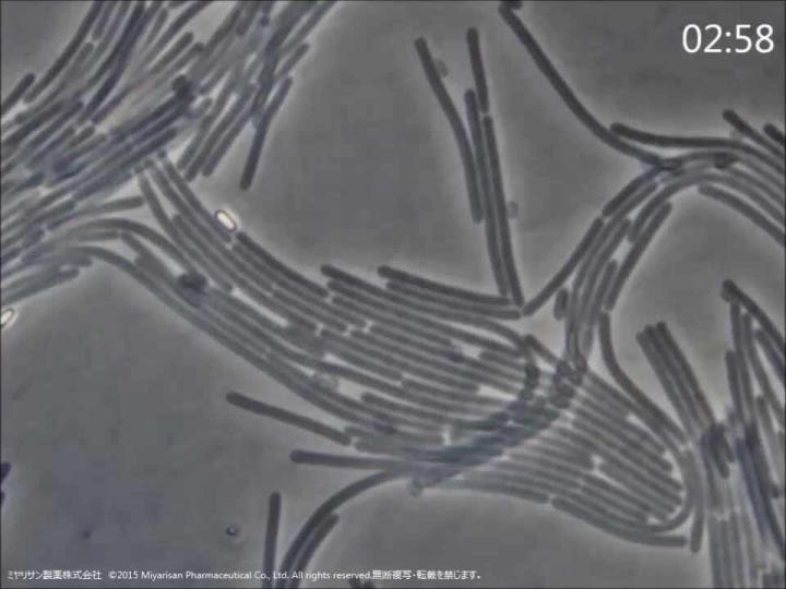 미야리산U 낙산균