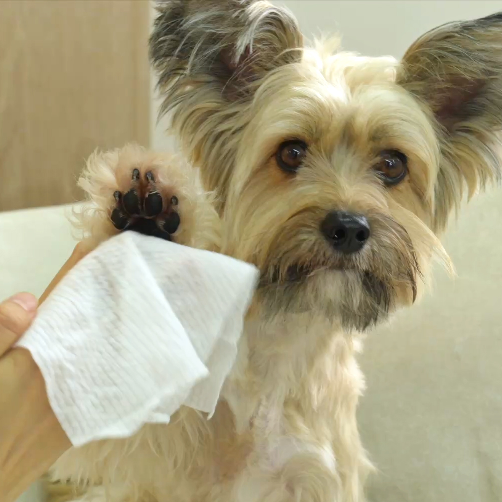 펫생각 도톰한 80매 6팩 고양이 강아지 물티슈 유기농 저자극 바디 애견 펫 티슈 엠보