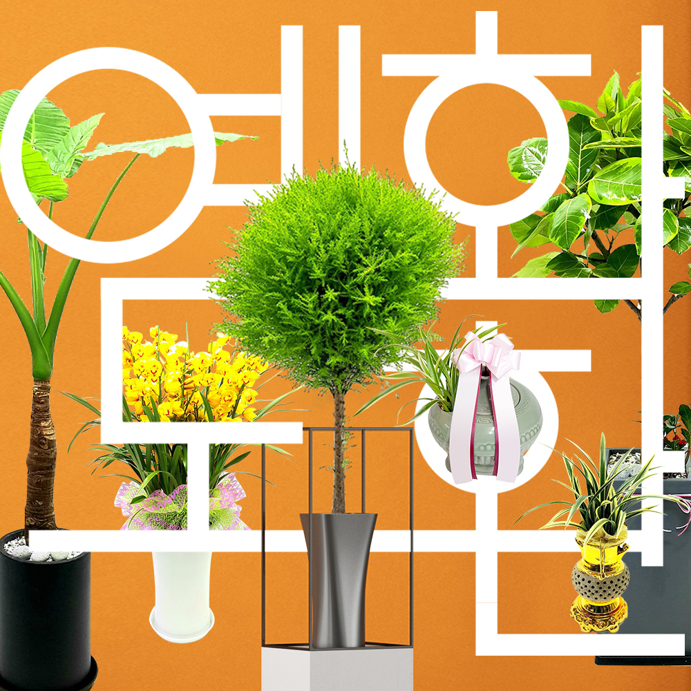 싱싱관엽, 승진 취임 난,이전 개업 축하화분 전국꽃배달서비스