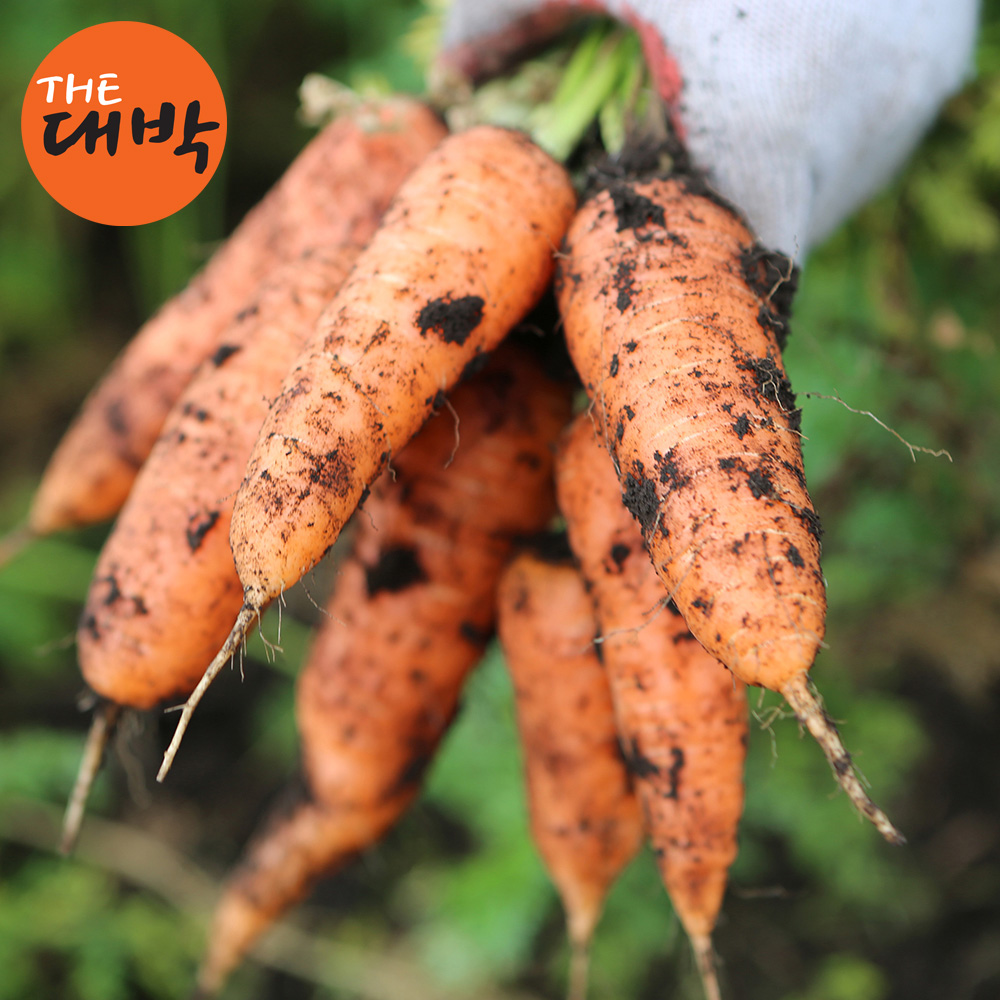 제주 구좌당근 국내산 흙당근 최상품 쥬스용