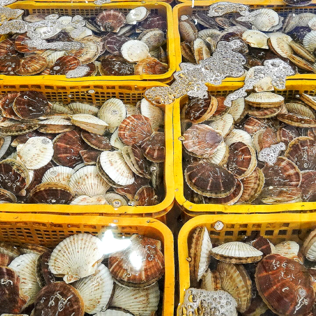바베큐용 큰 조개 대왕 참가리비 1kg - 상세 이미지 5