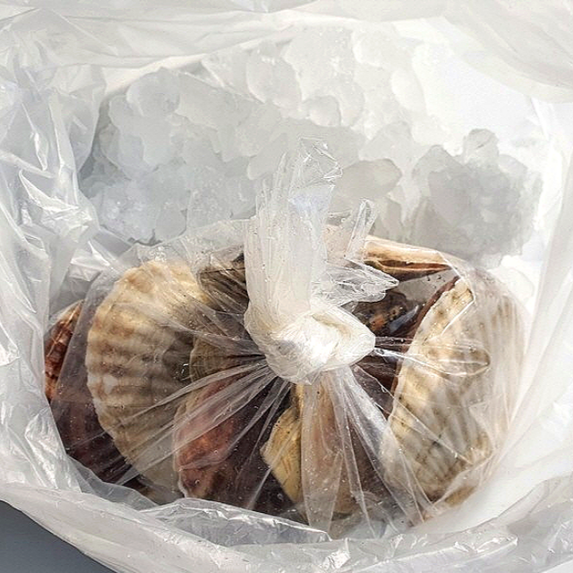 바베큐용 큰 조개 대왕 참가리비 1kg 이미지 8