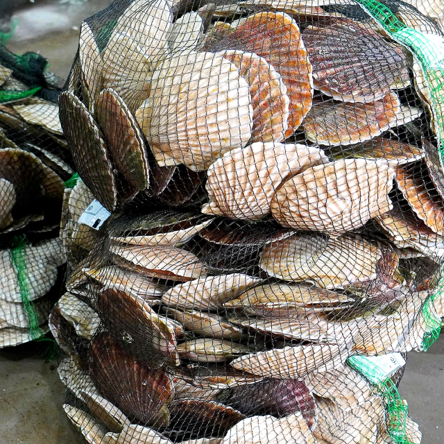 바베큐용 큰 조개 대왕 참가리비 1kg - 상세 이미지 4