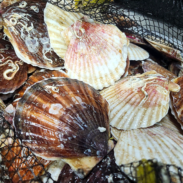 바베큐용 큰 조개 대왕 참가리비 1kg - 상품 이미지